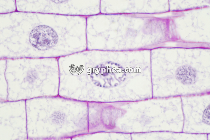 Mitose dans une racine de Blé (prophase) x200 - gryphea.com
